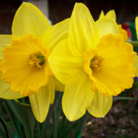 Dutch Master Daffodil